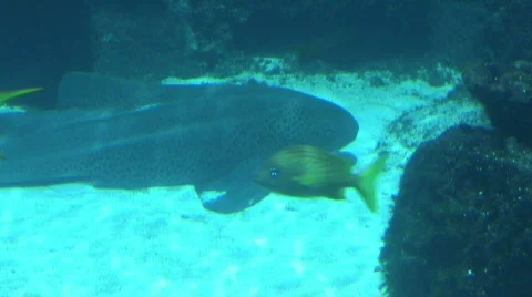 Shark Resting  库存影片 291084