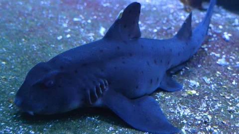 Shark resting Stock Footage 234120431