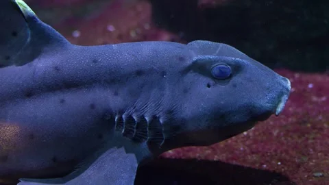 Shark resting on the ground Stock Footage 258077168