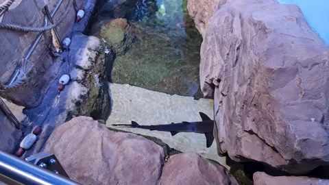 Shark in rock pool Stock Footage 197402867