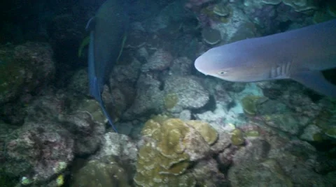 Shark school night Stock Footage 57195093