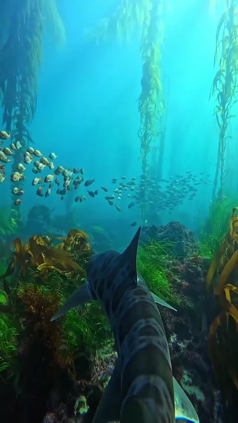 Shark in the sea Stock Footage 317620639