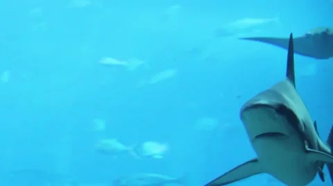 Shark searching for prey Stock Footage 52349412