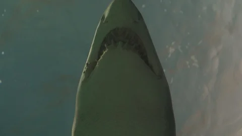 Shark seen from underneath detail Stock Footage