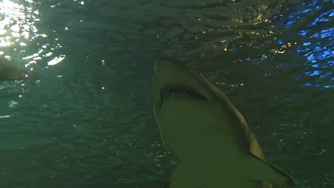 Shark seen from underneath Video stock 86090736