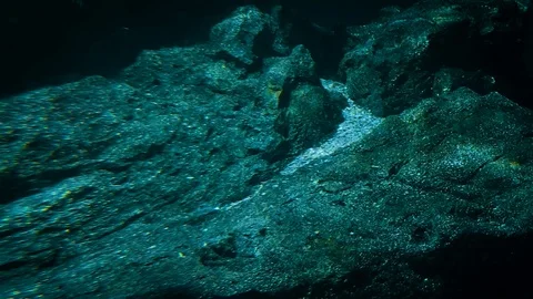 Shark Shadow Stock Footage 91016609