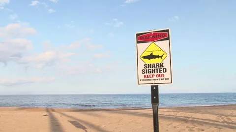 Shark Sighting At Beach Stock Footage
