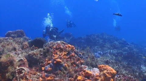 Shark sighting Видео 7748443