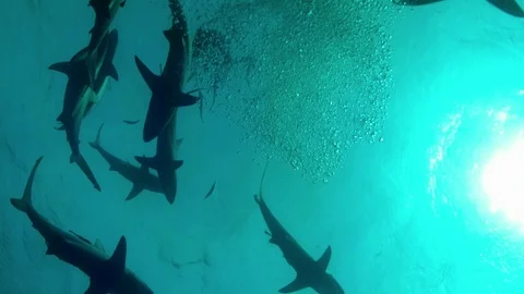 Shark silhouette Stock Footage 106015519