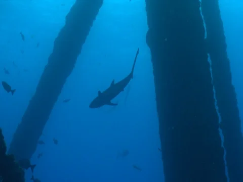 shark silouette under an oil rig gas pla... | Stock Video | Pond5