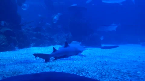 Shark sleeping at the bottom of a big blue aquarium Stock Footage 248894513