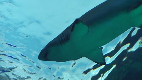 Shark in Slow Motion Stock Footage 82877690