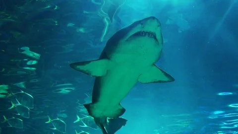 Shark in Slow Motion 스톡 동영상 82877878