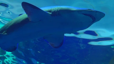 Shark in Slow Motion 動画素材 82877980