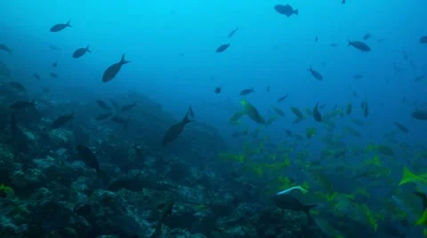 Shark  snapper Stock Footage 56680627