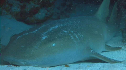 Shark still under cave Stock Footage 656133