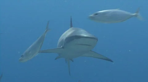 Shark strike Stock Footage
