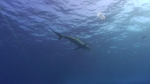 Shark at the surface close to divers Stock Footage 841684