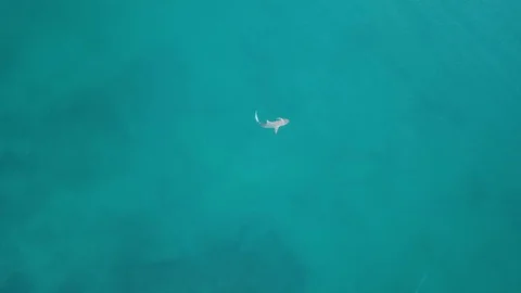 Shark surfacing Stock Footage 93392821