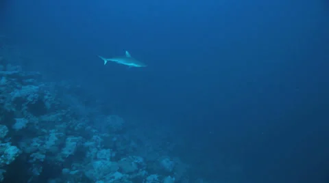 Shark swim in the blue Stockbeeldmateriaal 22737707