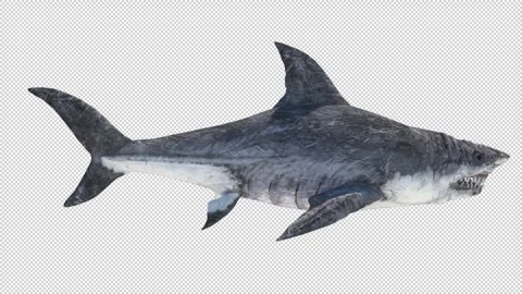 SHARK SWIM LOOP AlphaChannel Video stock 241897771