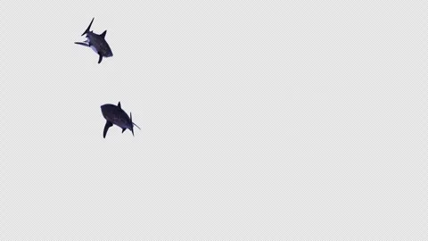 Shark Swimming 2 Stockbeeldmateriaal 314676033