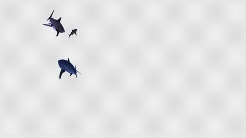Shark Swimming 3 Stock Footage 314676183