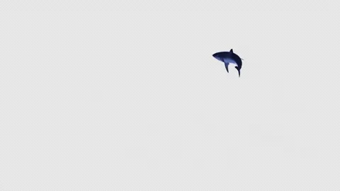 Shark Swimming 4 Stock Footage 314675951