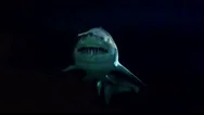 Shark Swimming 4K Stock Footage