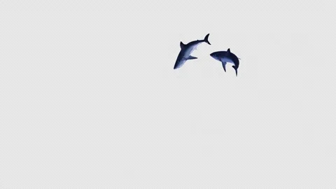 Shark Swimming 5 Stock Footage 314675651
