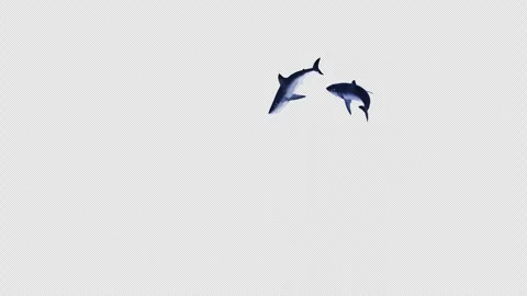 Shark Swimming 6 Stock Footage 314675628