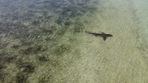 Shark swimming along shallow water Stock Footage