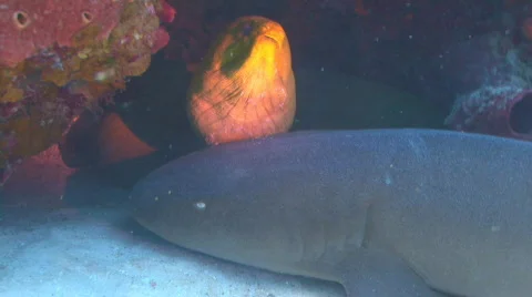 Shark swimming away with eel Stock Footage 656296