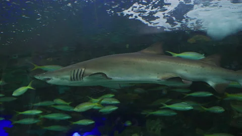 Shark swimming between fish Vidéo 217684776