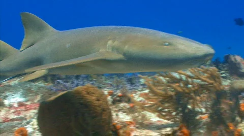 Shark swimming by camera Vidéo 721836