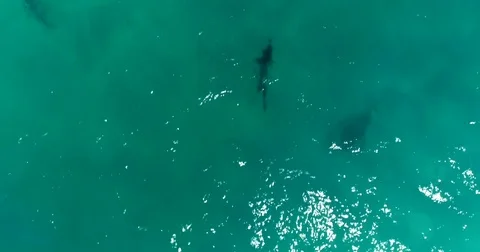Shark Swimming in Clear Juno Beach Ocean Water Stock-Footage 74116982