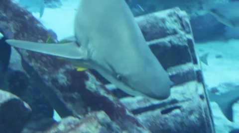Shark swimming close Stock Footage 52349314