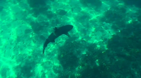 Shark swimming Stock Footage 331930