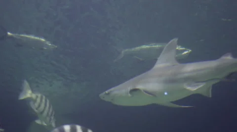 Shark Swimming Stock-Footage 50541701