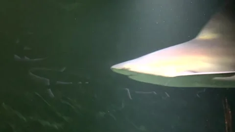 Shark Swimming Stock Footage 177233398