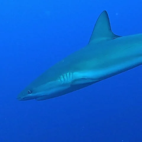 Shark swimming by 库存影片 206140503