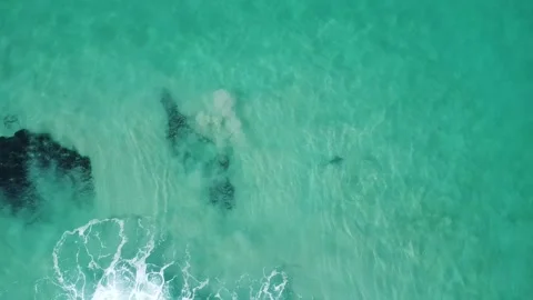 Shark swimming Stock Footage 274053636