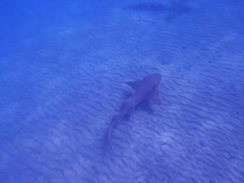 Shark swimming Stockbeeldmateriaal 280311120
