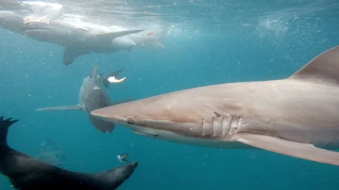 Shark Swimming Stock Footage 340849197