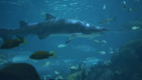 Shark Swimming In Ocean 库存影片 99707627