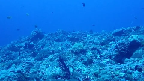 Shark swimming in Papua New Guinea , Rab... | Stock Video | Pond5