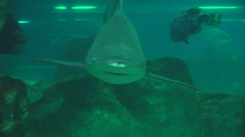Shark Swimming Quickly Video stock 55107836