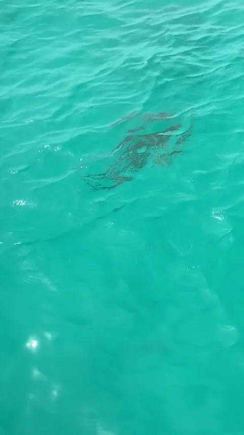 Shark swimming in Rangiroa lagoon Stock Footage 344426605