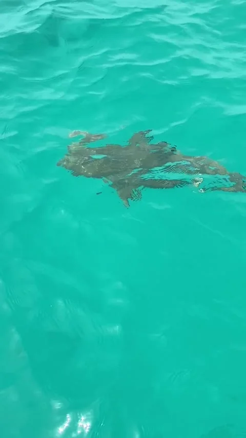 Shark swimming in Rangiroa lagoon Видео 344426613