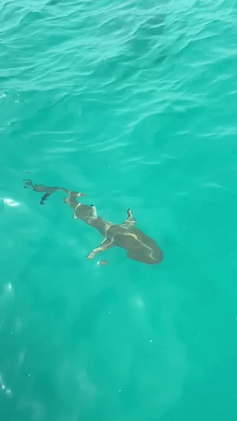 Shark swimming in Rangiroa lagoon Видео 344427900